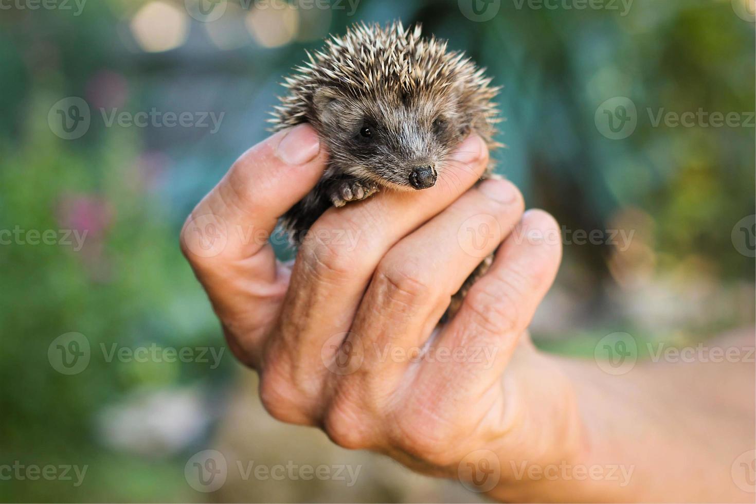 A man's hand holds a hedgehog photo