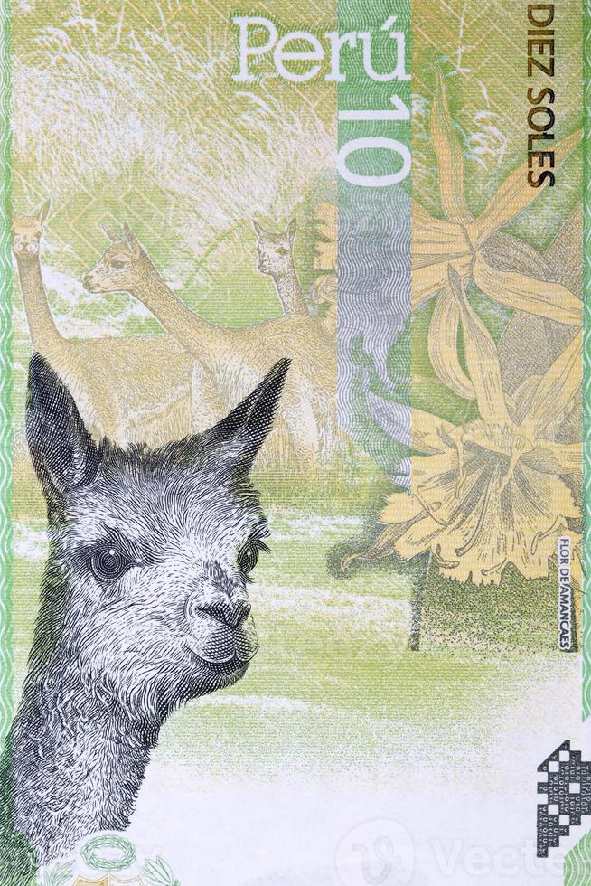 Vicuna a portrait from Peruvian money photo