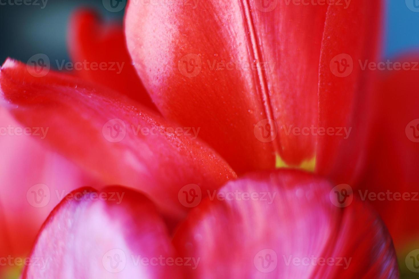 red open tulip. Flower pattern background. tulip petals macro photo