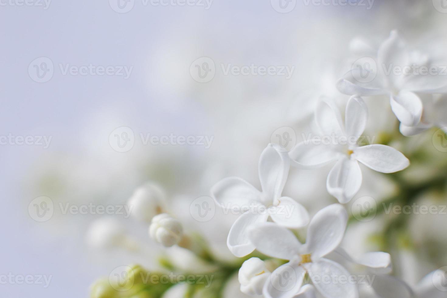 white lilac flower branch on a purple background with copy space for your text photo