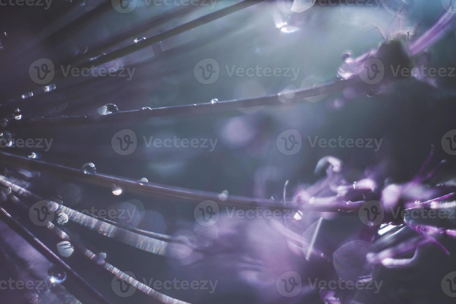 a drop of water on a purple flower. wild onions closeup.  wild leek background. abstract flower background photo