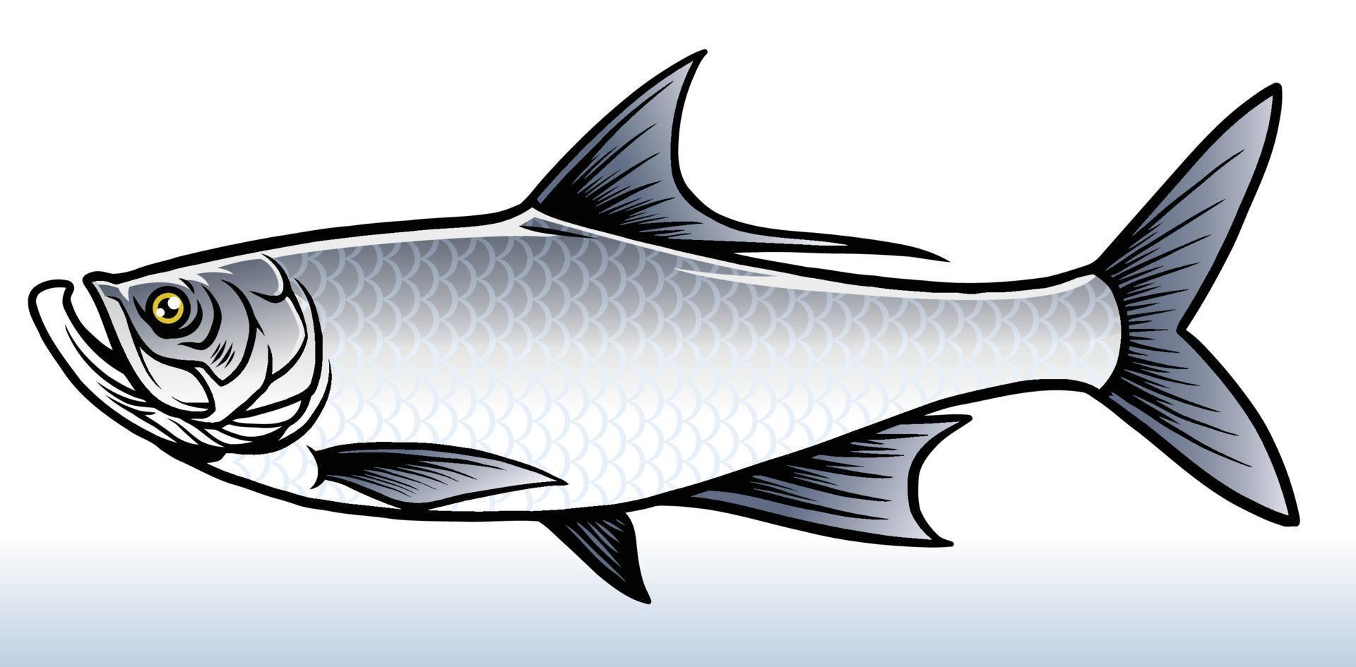 salwater fish of tarpon fish vector