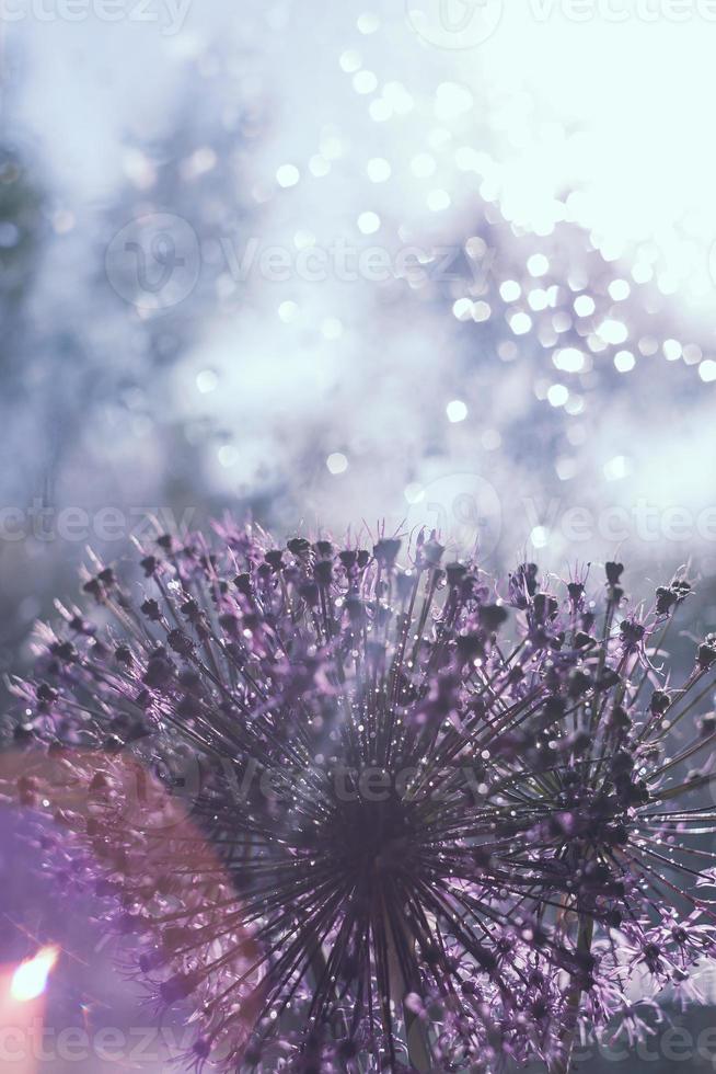 a drop of water on a flower. wild onions closeup. wild leek background. abstract flower background photo