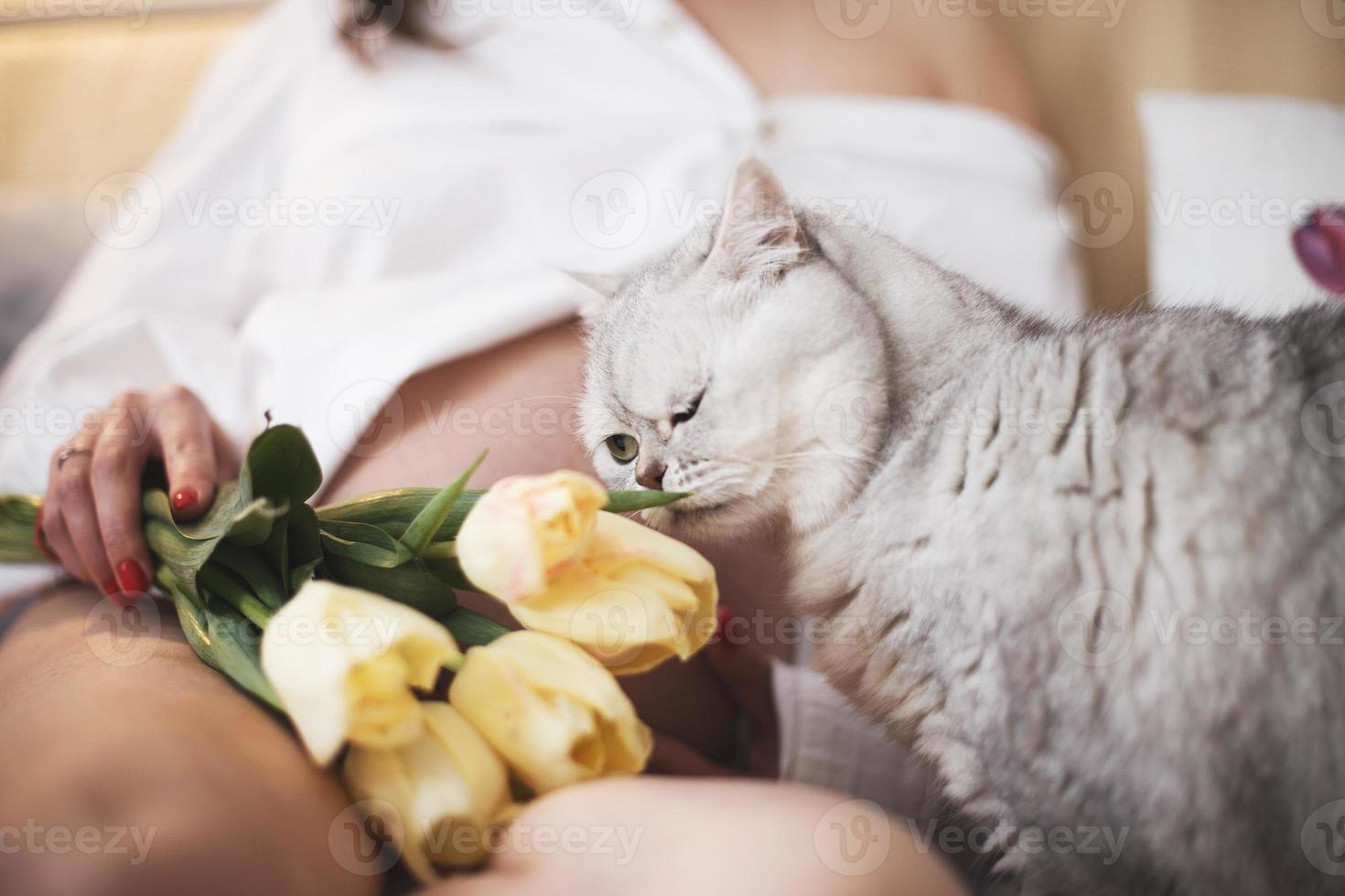 pregnant woman with a cat. cat is smelling the flowers. Scottish straight cat photo