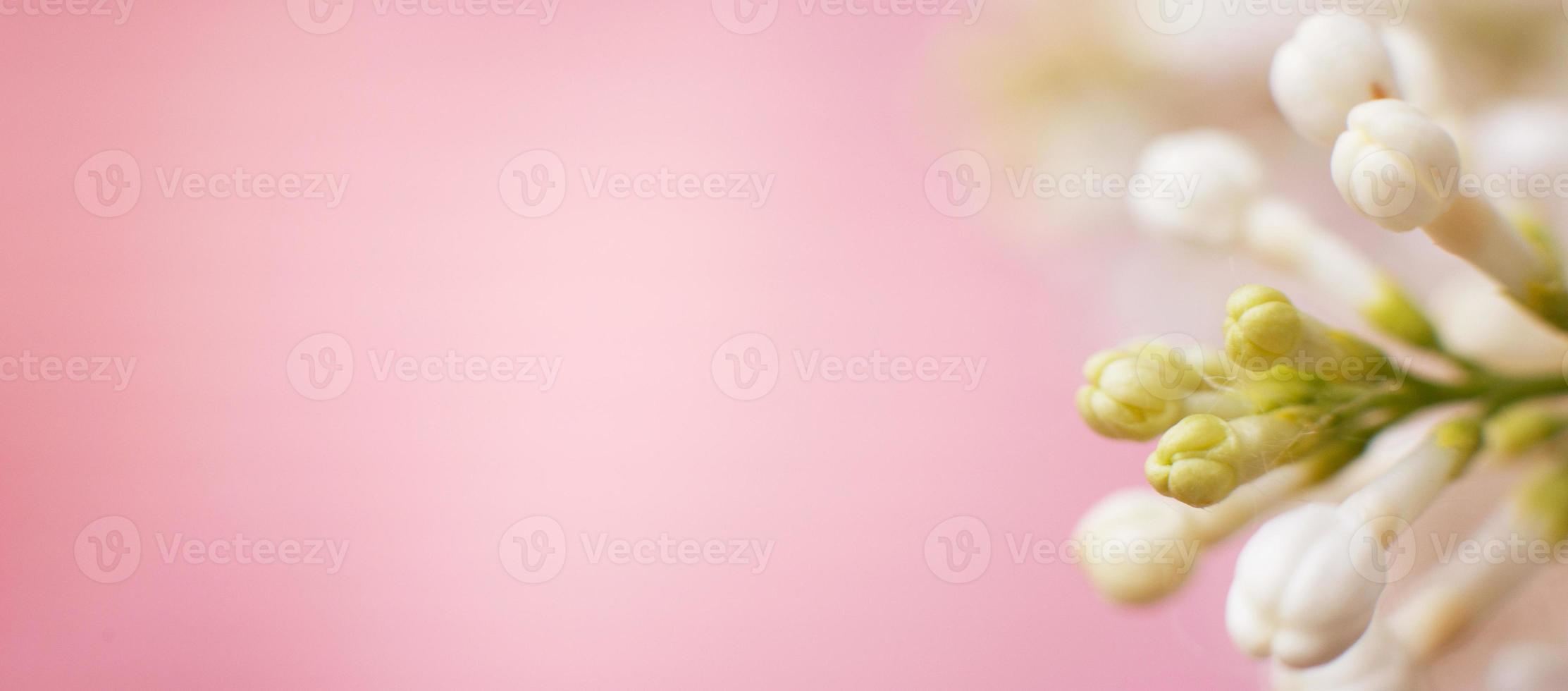 white lilac flower branch on a pink background with copy space for your text photo