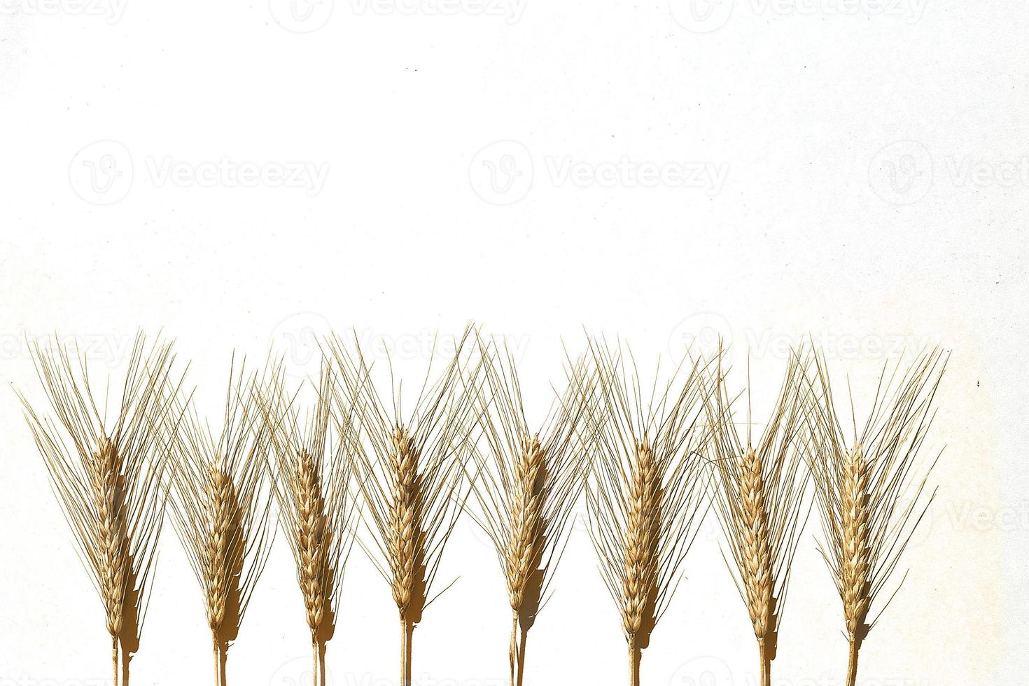 row of rye ears   on white background. bunch of rye ears photo