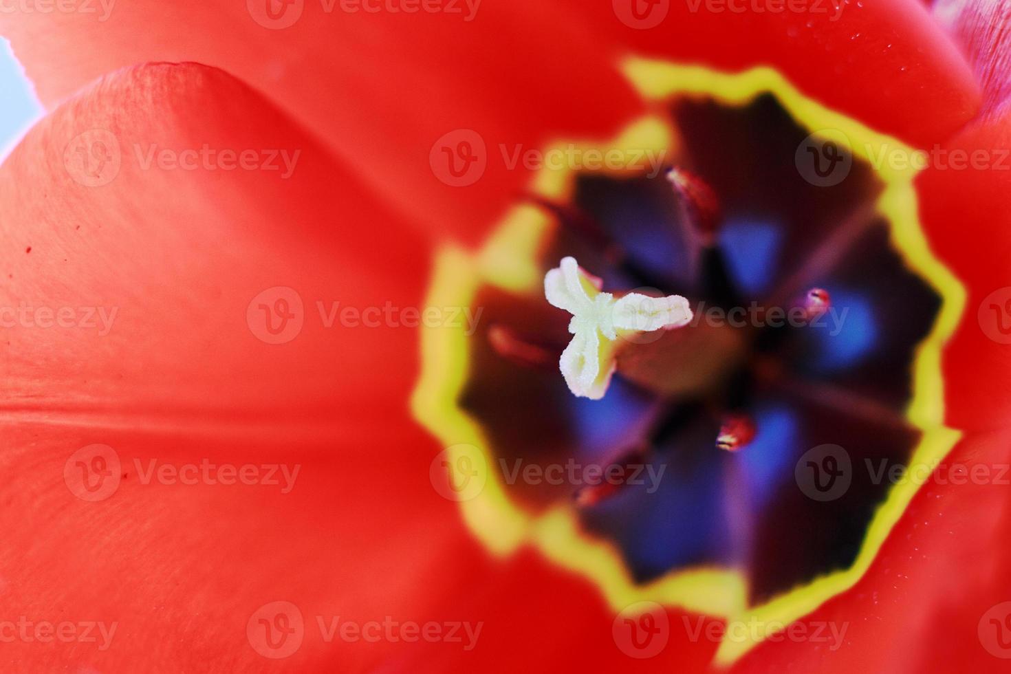 red open tulip. Flower pattern background. tulip pistil macro photo