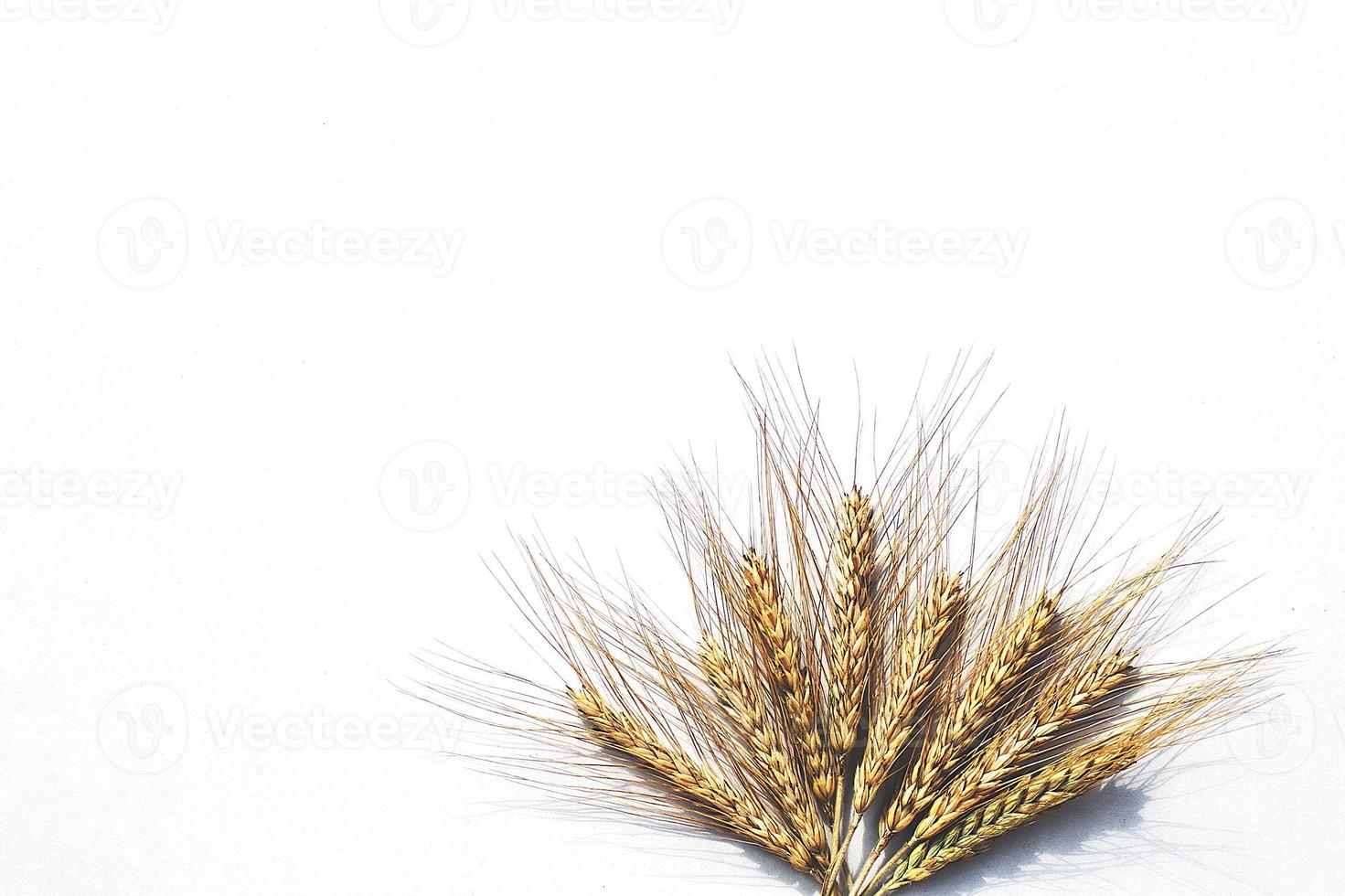 rye ears on a white background. bunch of rye ears photo