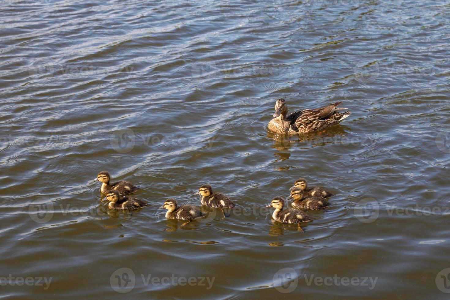 Mother duck with her beautiful, fluffy ducklings swimming together on a lake. Wild animals in a pond photo