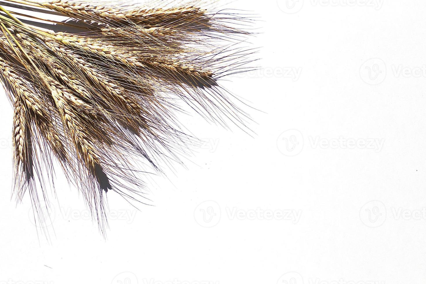 rye ears on a white background. bunch of rye ears photo