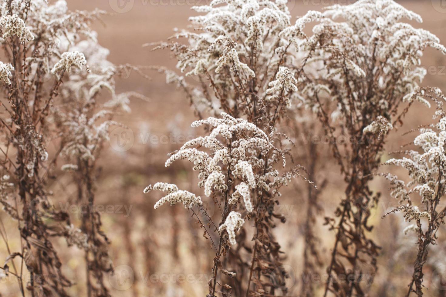 Dry soft flowers in the field on beige background. photo