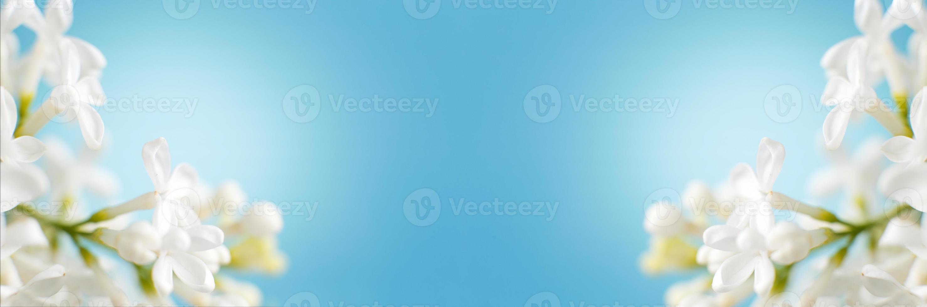 white lilac flower branch on a blue background with copy space for your text photo
