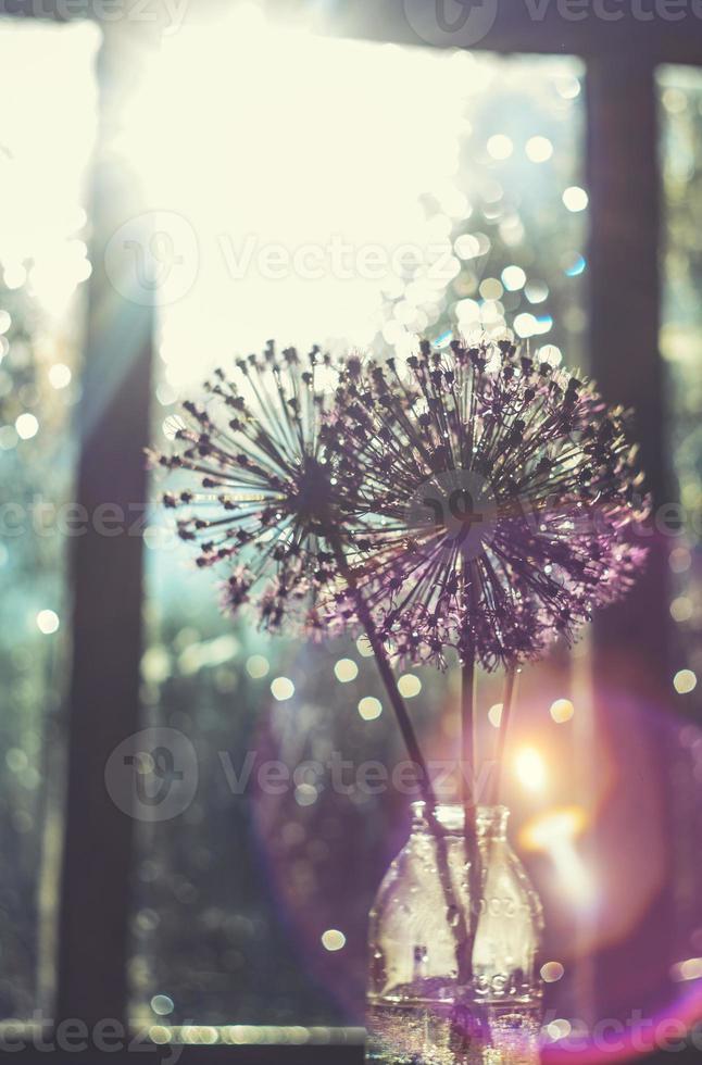 wild onions in a glass vase on the window.  wild leek at sunset. wild onions bouquet photo