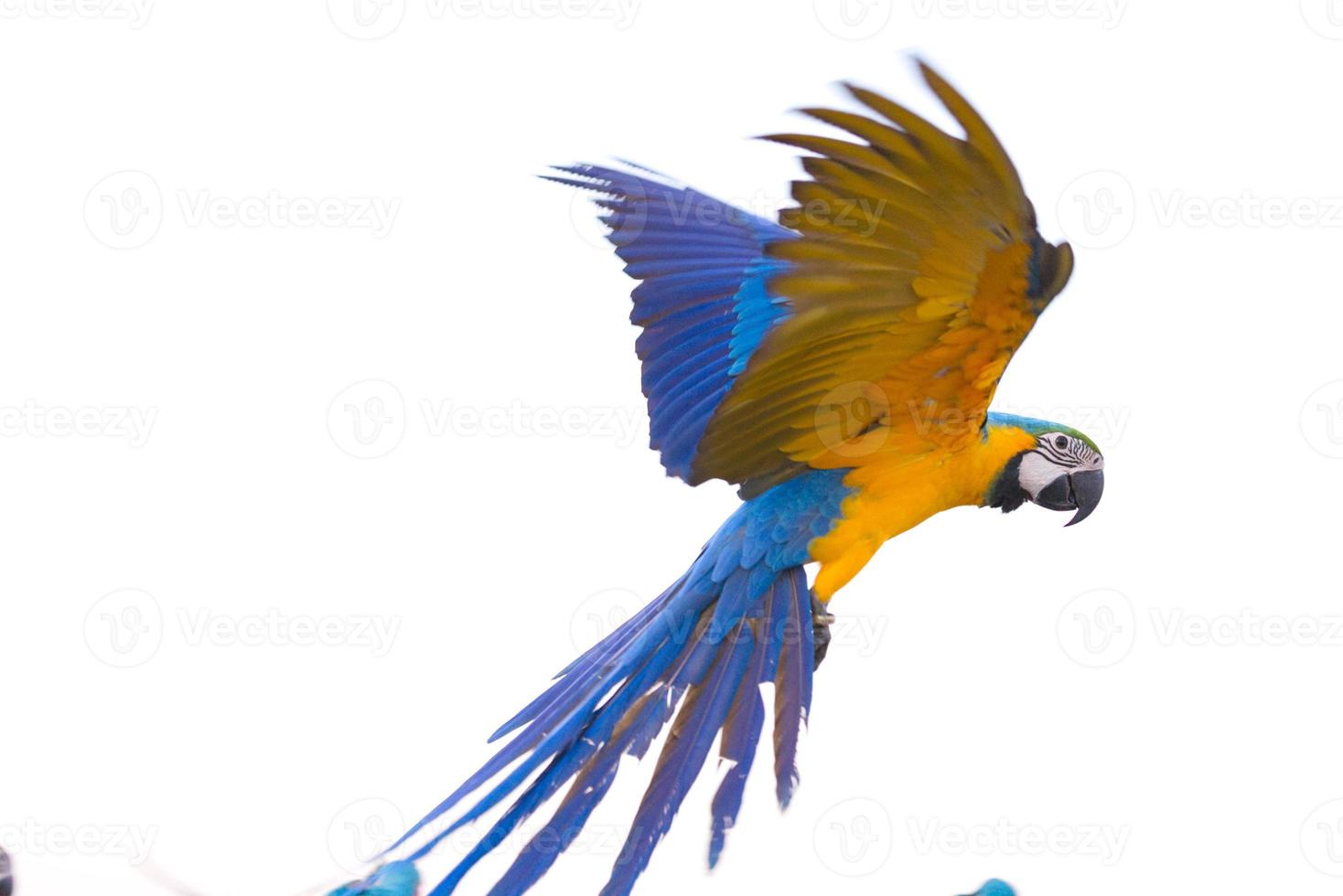 colorful macaw parrot flying in bright blue sky background photo