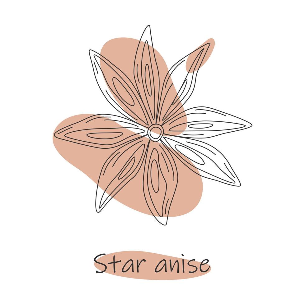 Contour drawing of star anise on abstract brown spots background with star anise lettering vector