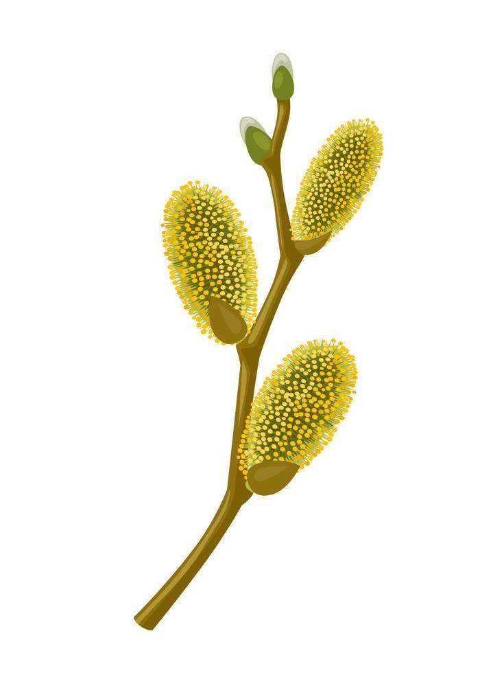 vector ilustración, salix caprea, conocido como cabra sauce, genial sauce o pálido coño, aislado en blanco antecedentes.