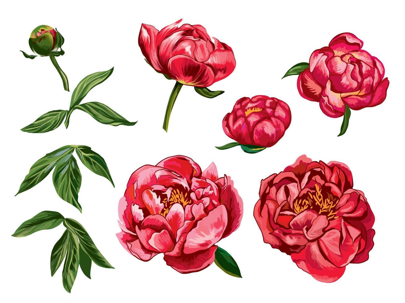 colección de mano dibujado peonía flores aislado en blanco antecedentes. conjunto de rojo peonias, brotes, ramas y hojas para decorativo diseño y romántico Arte. elegante botánico elementos. vector