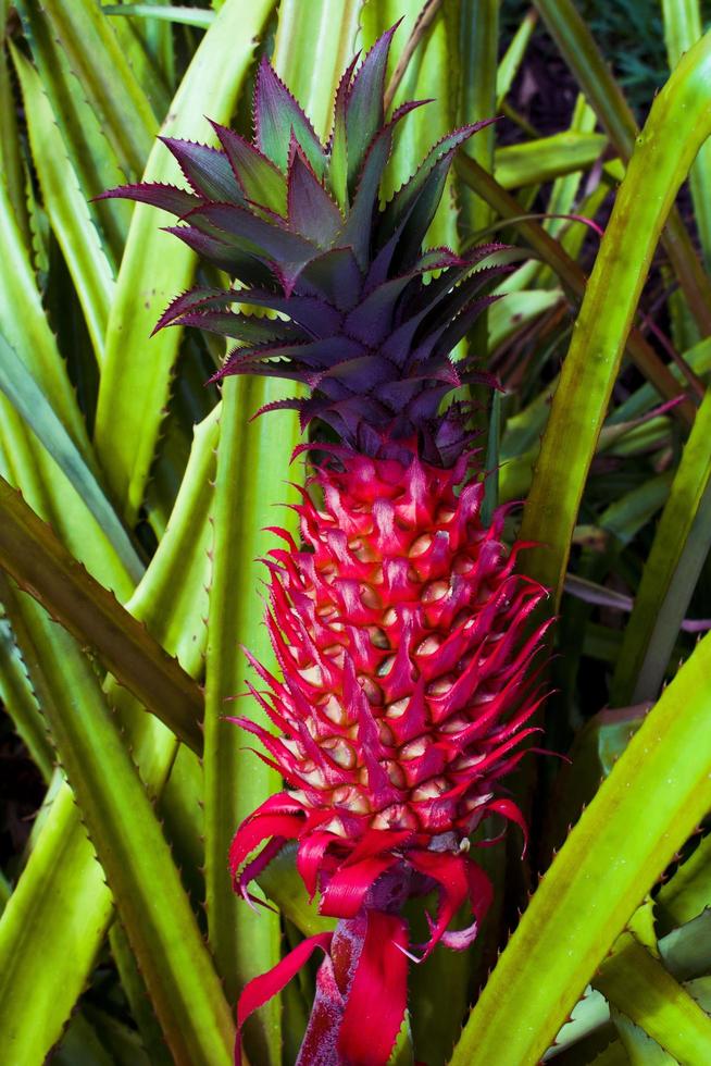 Ripen Red Pineapple photo