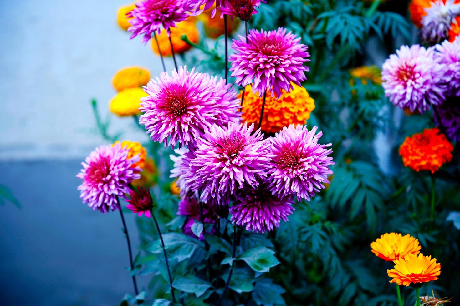 Beautiful Flower Garden photo