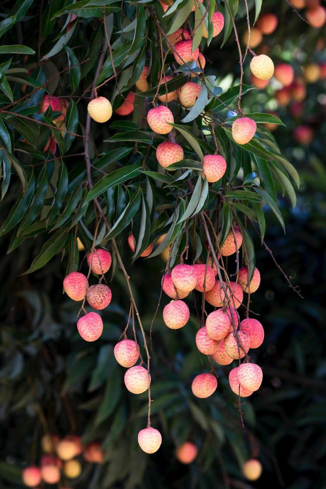 Seasonal Fruit Litchi. Litchi is a tropical fruit with a sweet and fragrant flavor. It has a rough, reddish-brown skin and a white, juicy flesh surrounding a single seed. photo