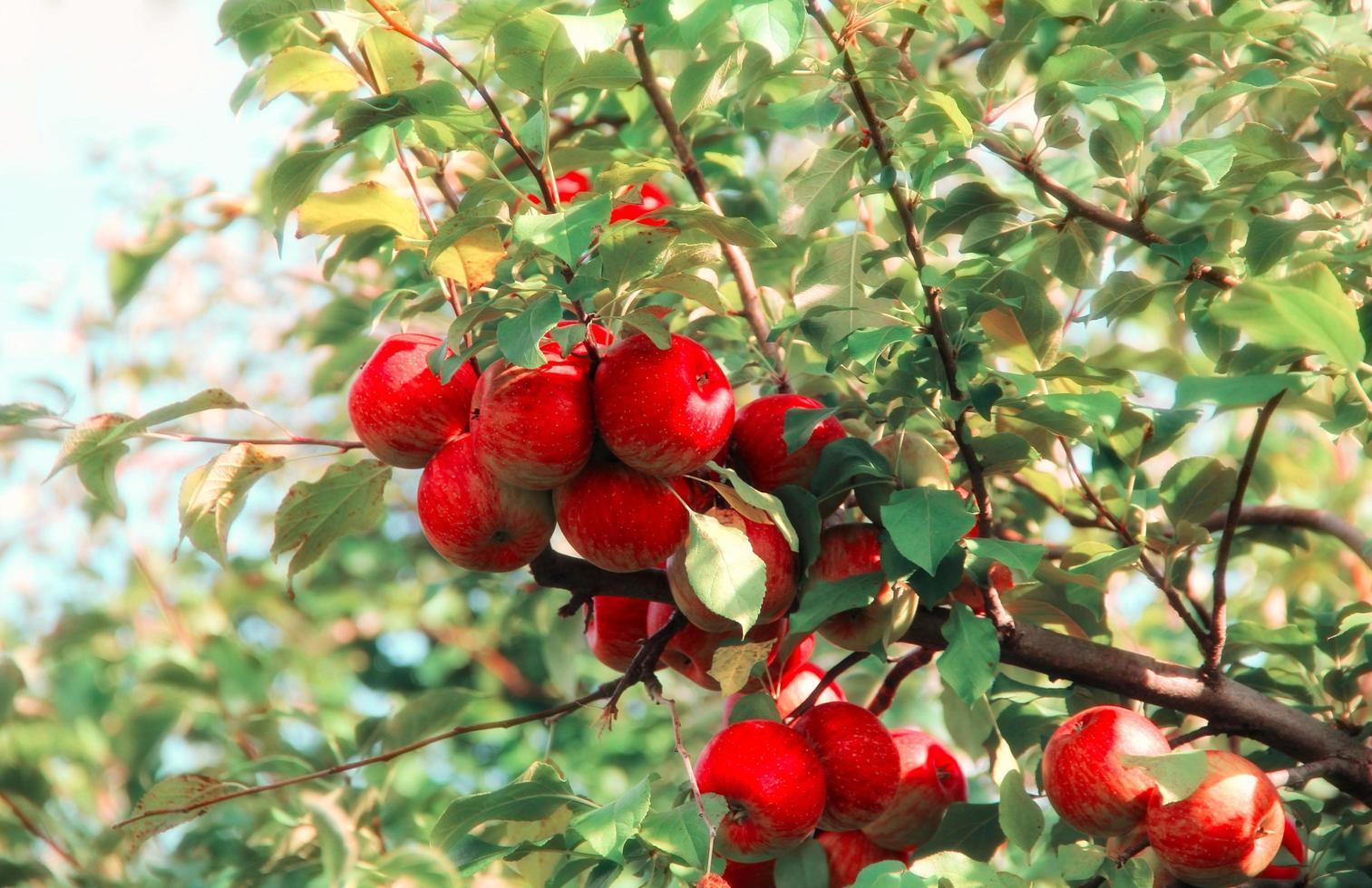 Apples are highly nutritious and considered a healthy food choice. They are rich in fiber, vitamins, and antioxidants, and can potentially reduce the risk of chronic diseases such as heart disease. photo