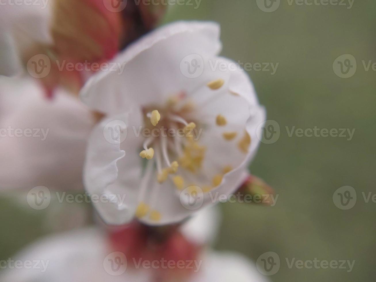 Young flowers sprout in spring photo