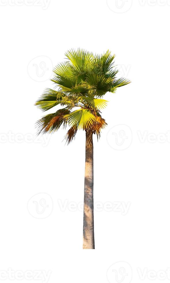 Washingtonia robusta palm tree Ornamental plants beautiful isolated on white background photo