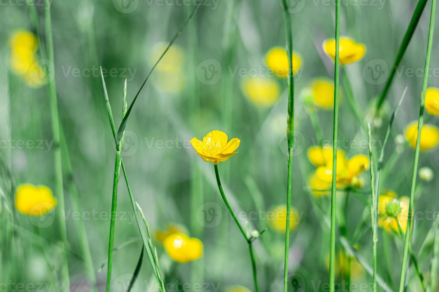 Green background with delicate flowers of celandine Chelidonium in the grass. photo