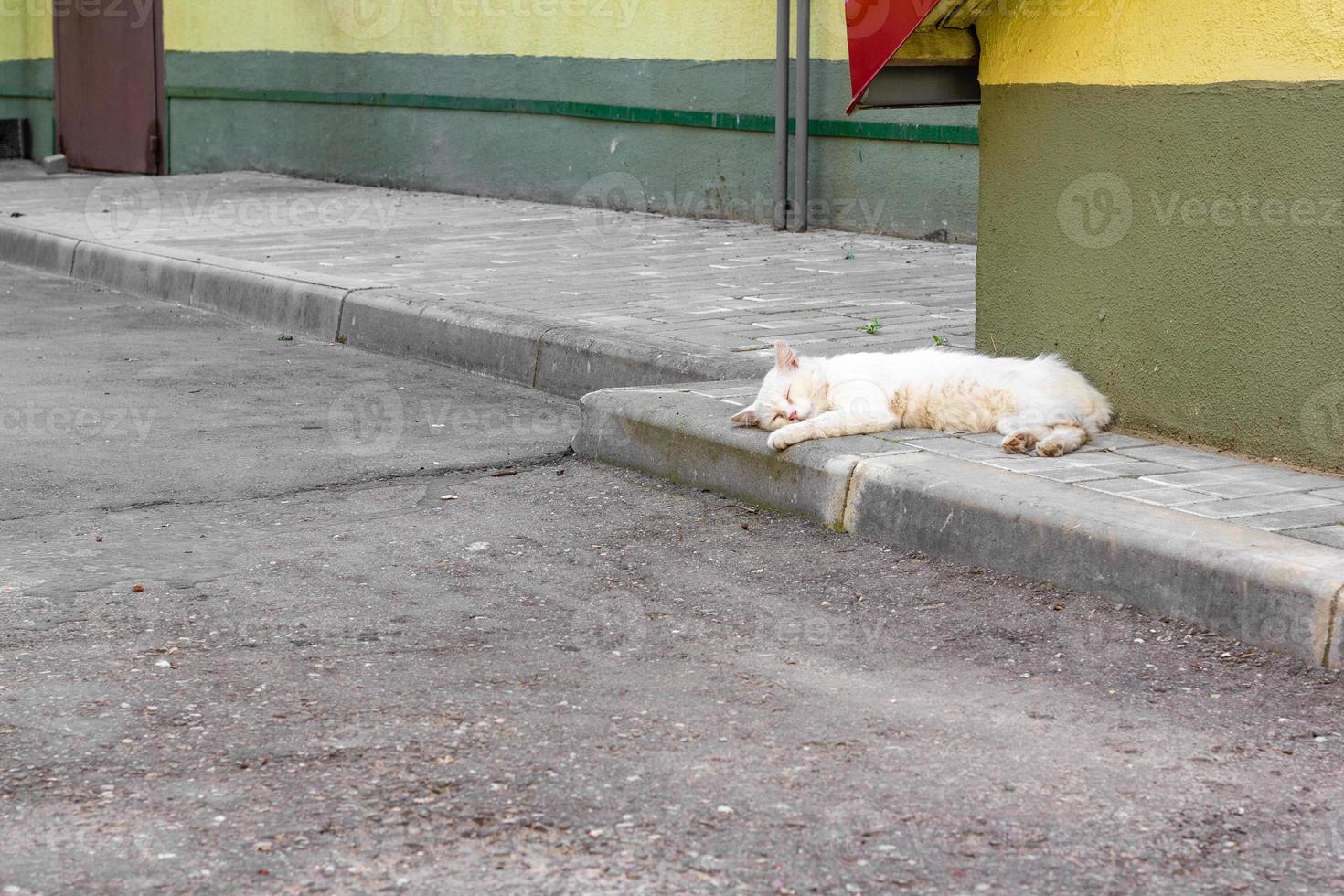 A small white cat sleeps on the sidewalk in the city. Place for text. Pet protection concept. photo