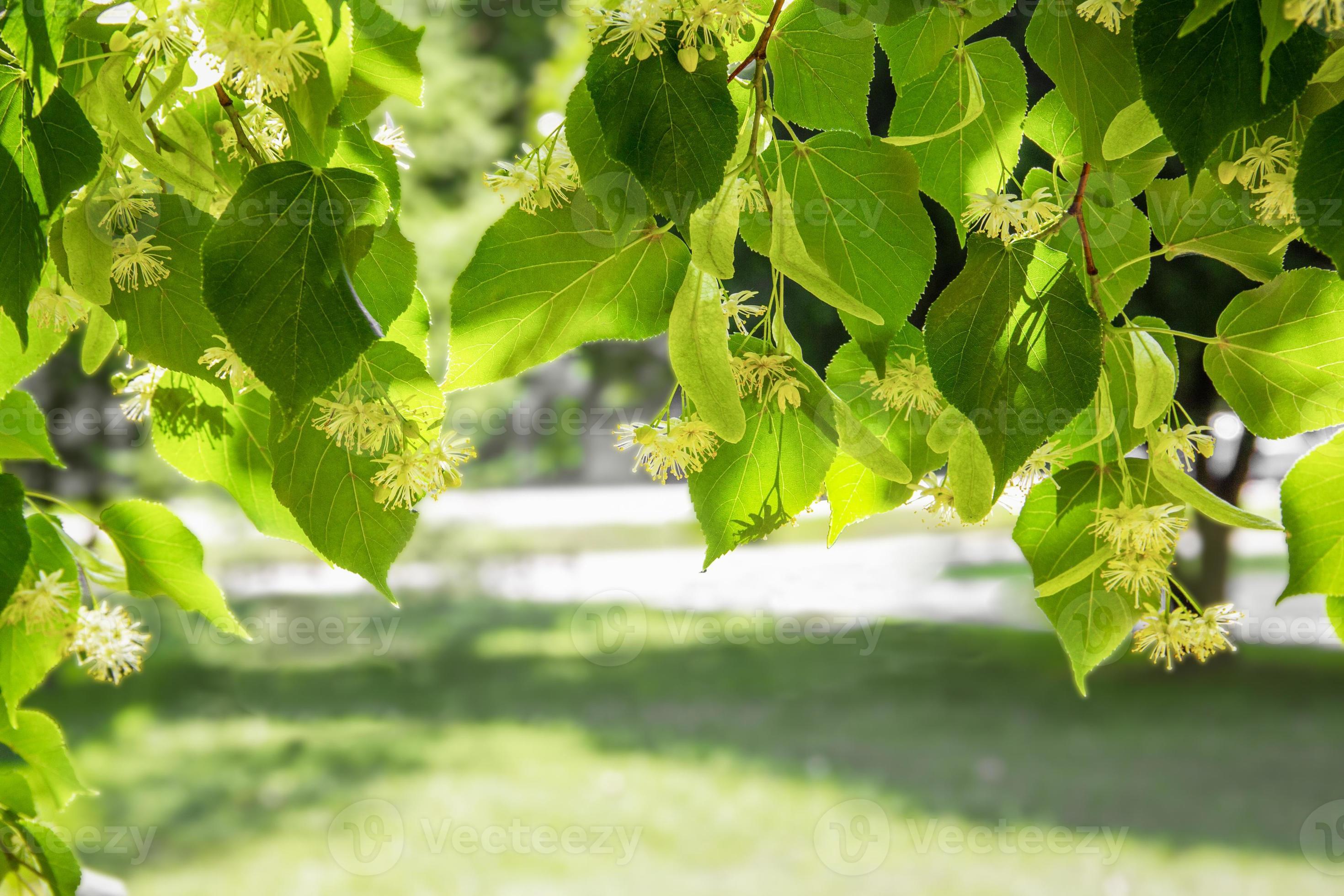 Fresh green linden leaves shine under the sunlight. 23073406 Stock
