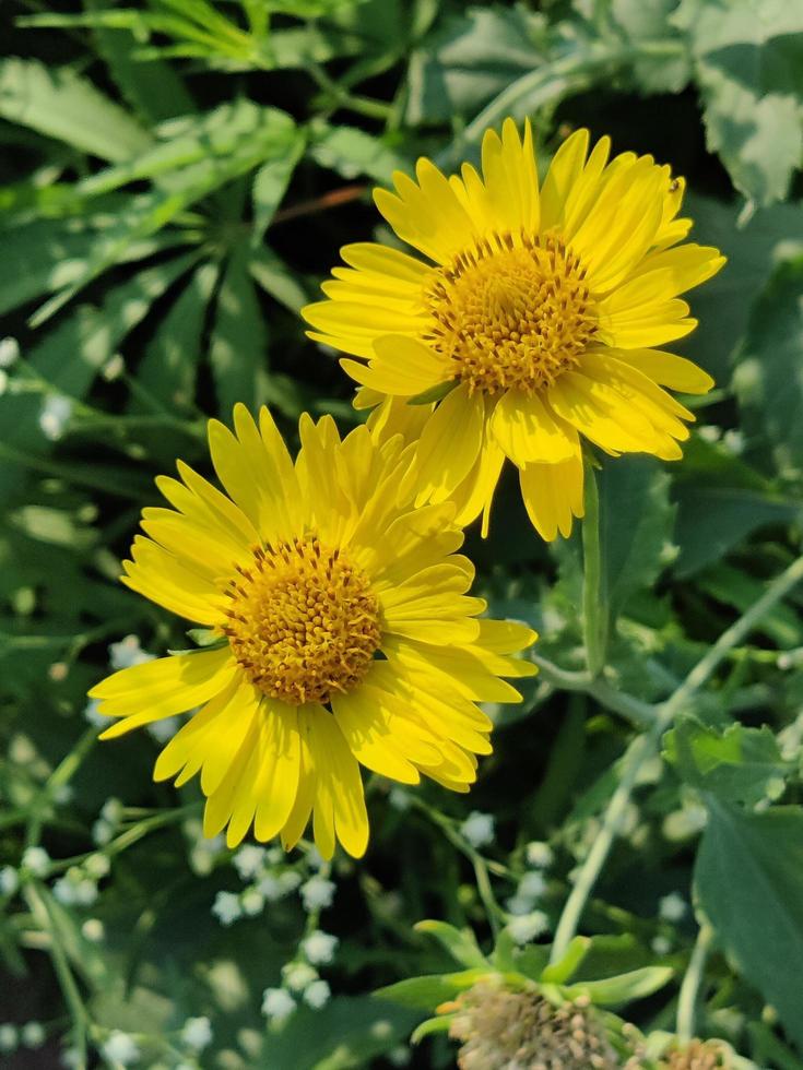 Yellow flowers in garden photo