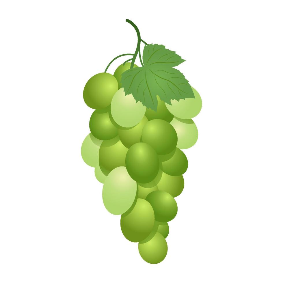 verde mesa uvas. vector ilustración de blanco uvas realista estilo