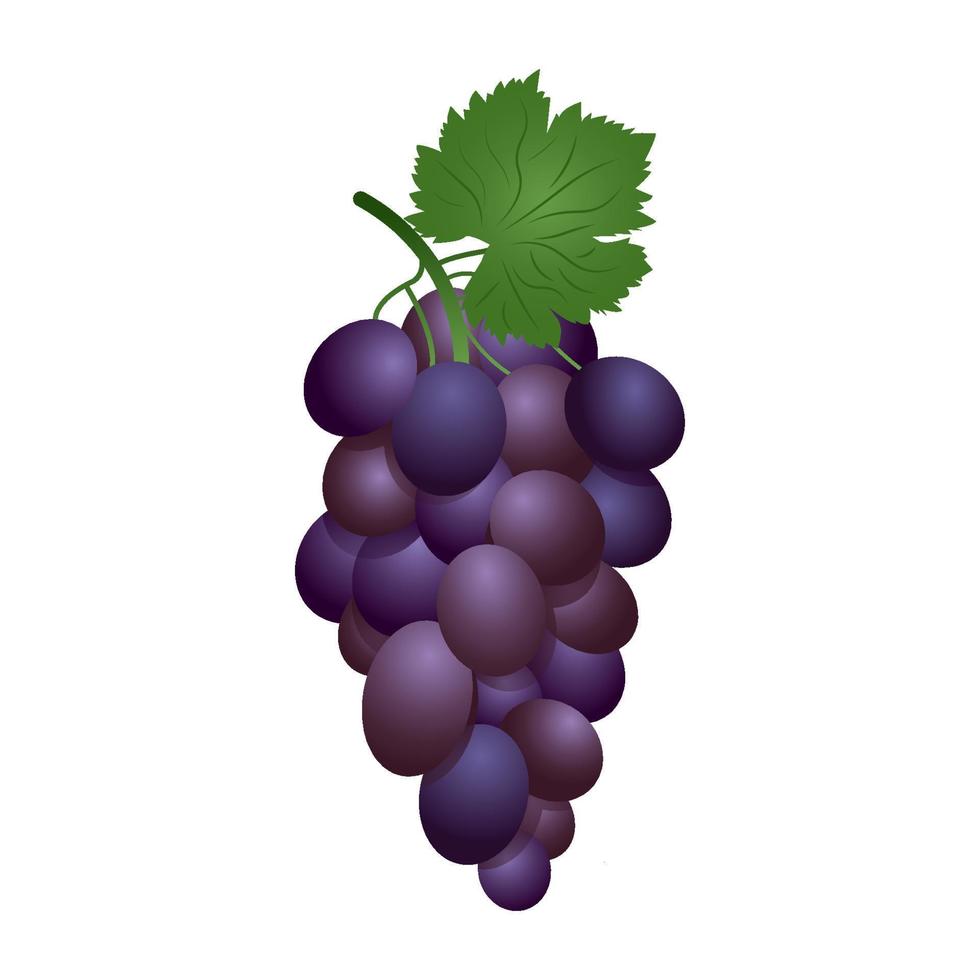 Purple table grapes. Vector illustration realistic style