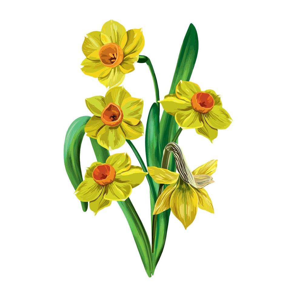 vector ilustración de cinco amarillo narcisos con verde hojas en un blanco antecedentes. diseño para saludo tarjetas, Boda invitaciones, floral pancartas, Pascua de Resurrección decoración elemento.