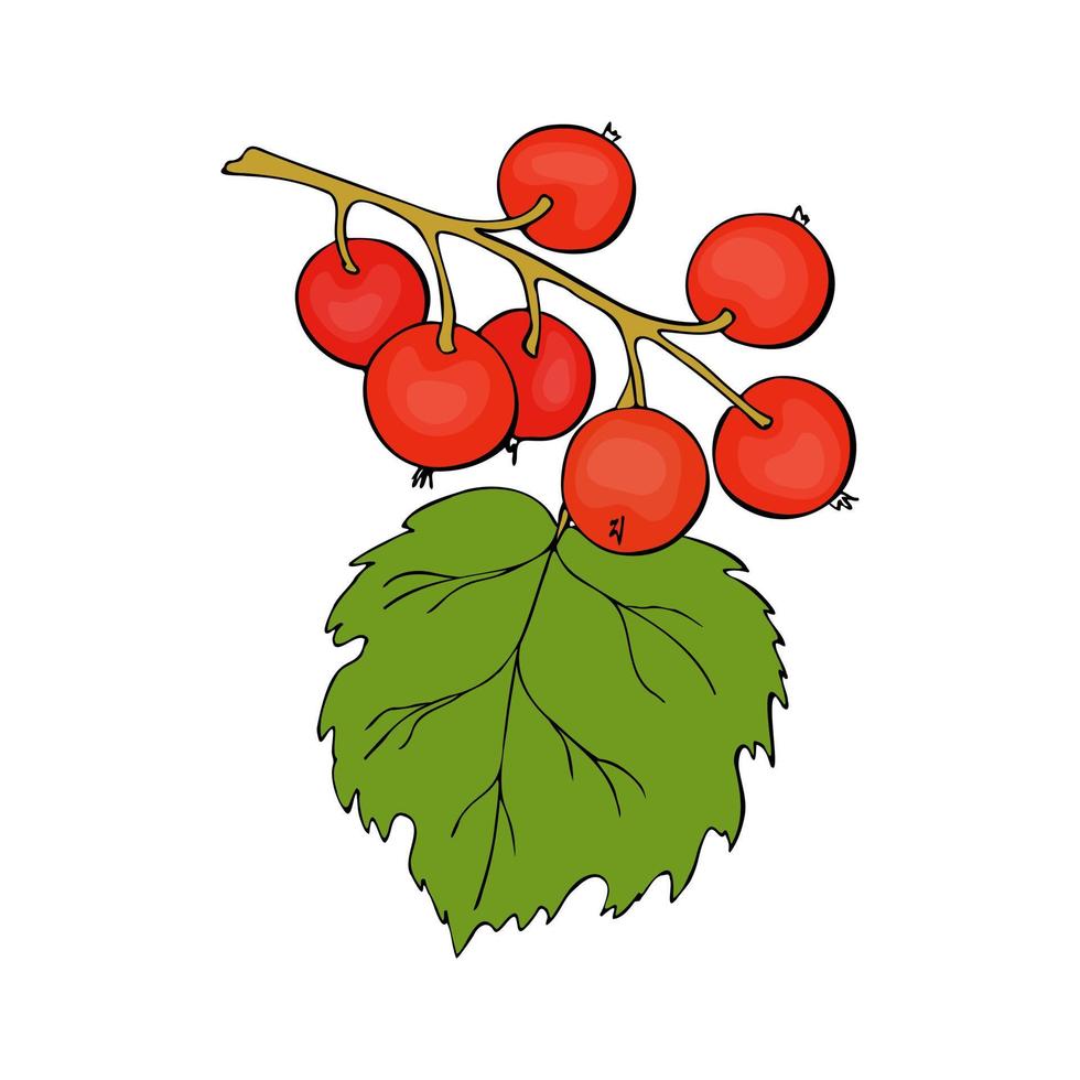 Red Currant branch with berries, hand drawn doodle drawing, contour, black outline. vector