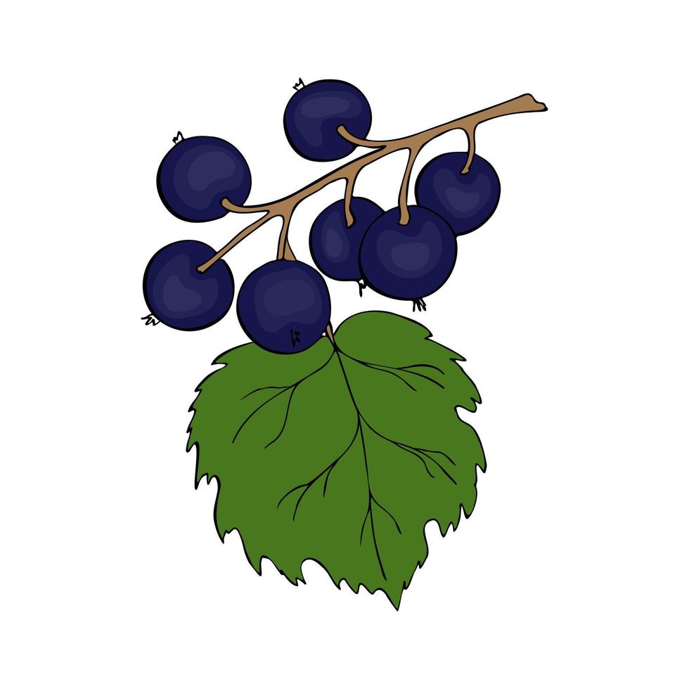 Black Currant branch with berries, hand drawn doodle drawing, contour, black outline. vector