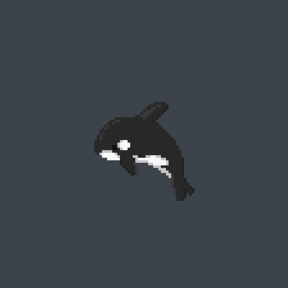 killer whale in pixel art style vector