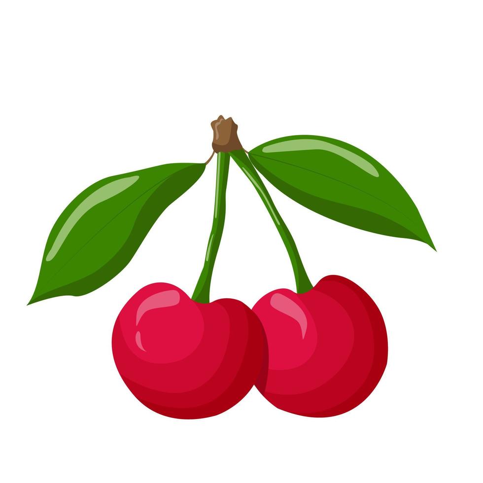 Bunches of cherry isolated on a white background. For labels, menus, poster, print, or packaging design. Vector illustration