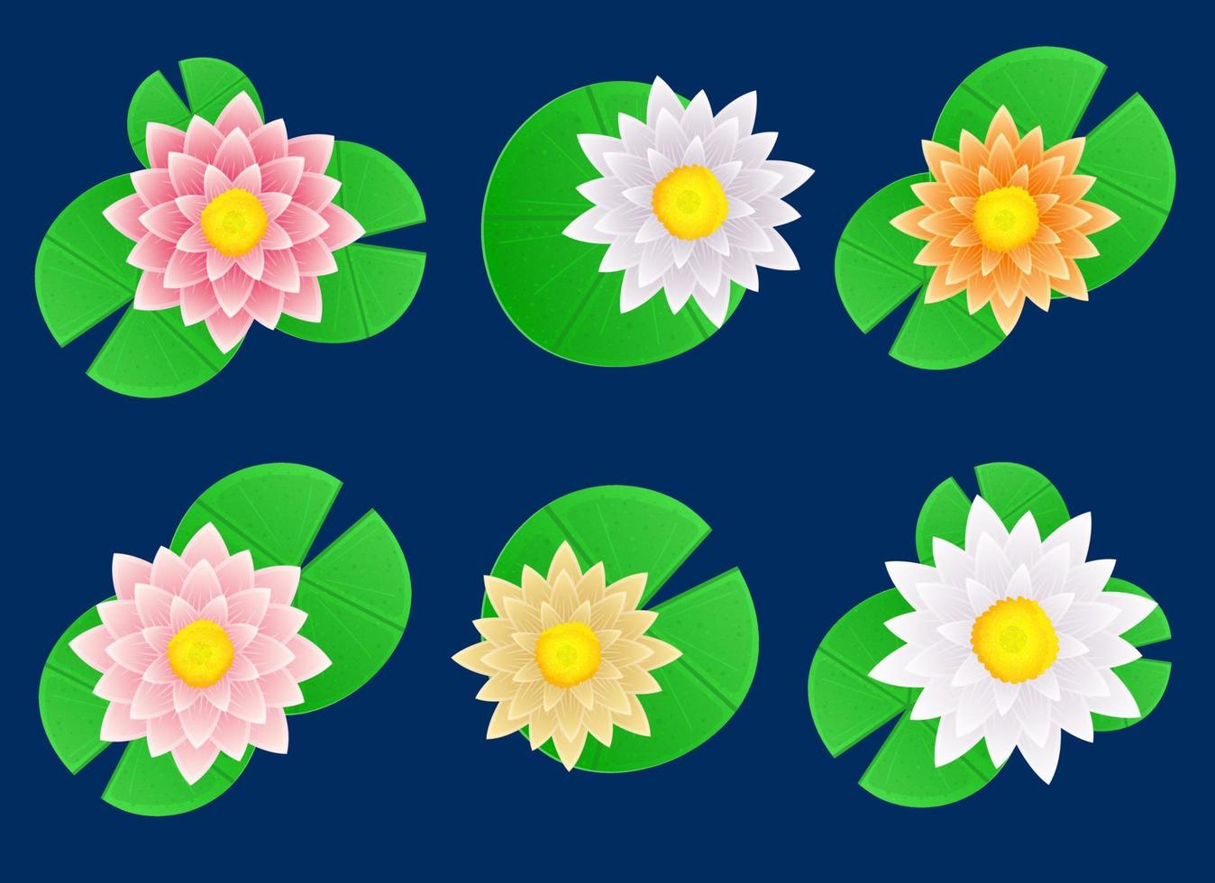 Water lily flower vector design illustration isolated on background