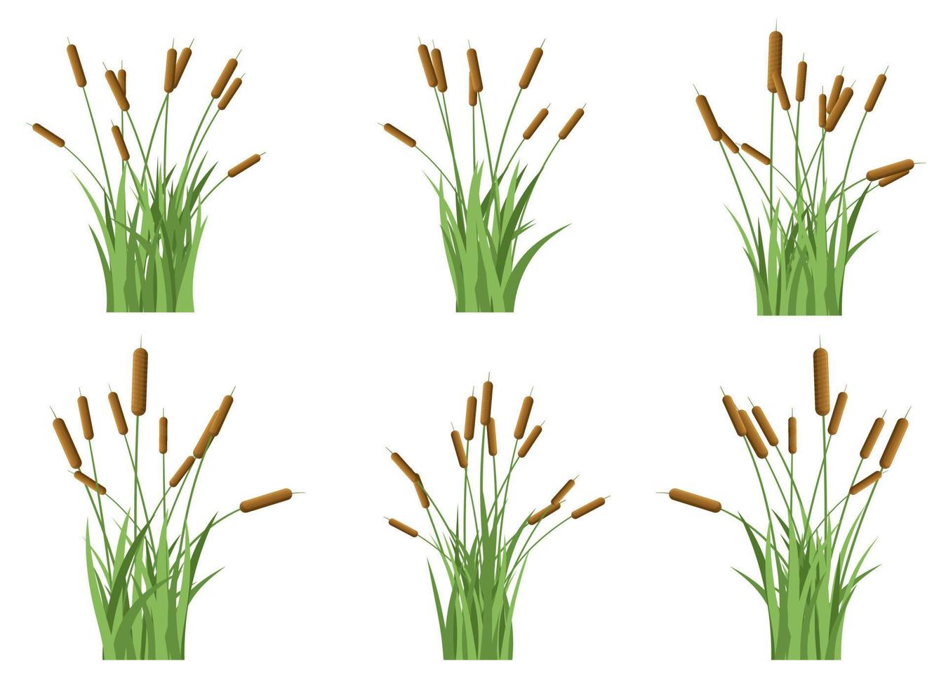 Grass with cattail vector design illustration isolated on white background