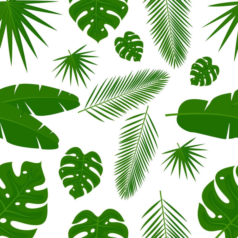 Tropical leaves pattren and palm leaves on a white background vector