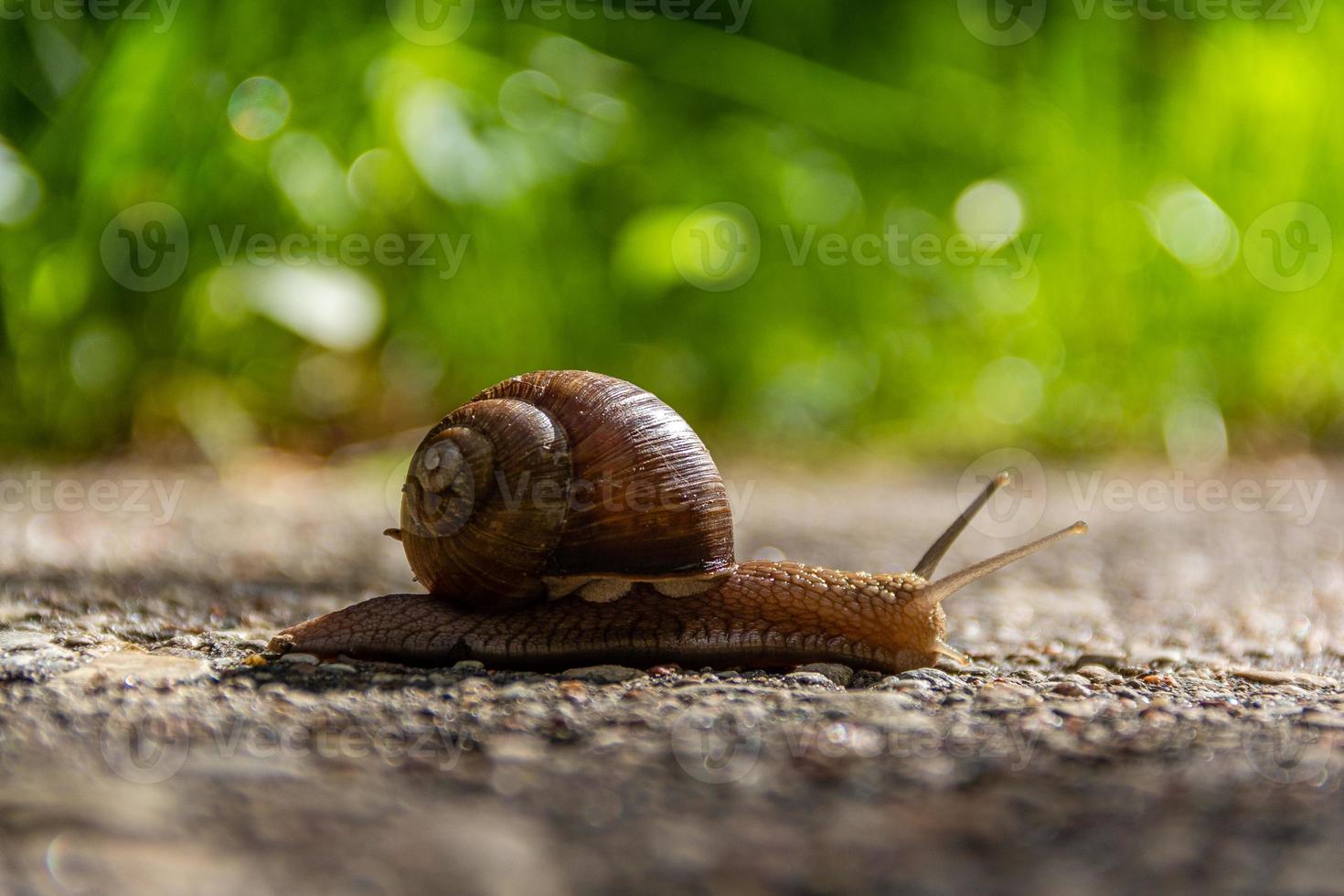 el caracol gatea a lo largo el la carretera. alcanzar un cierto velocidad. foto