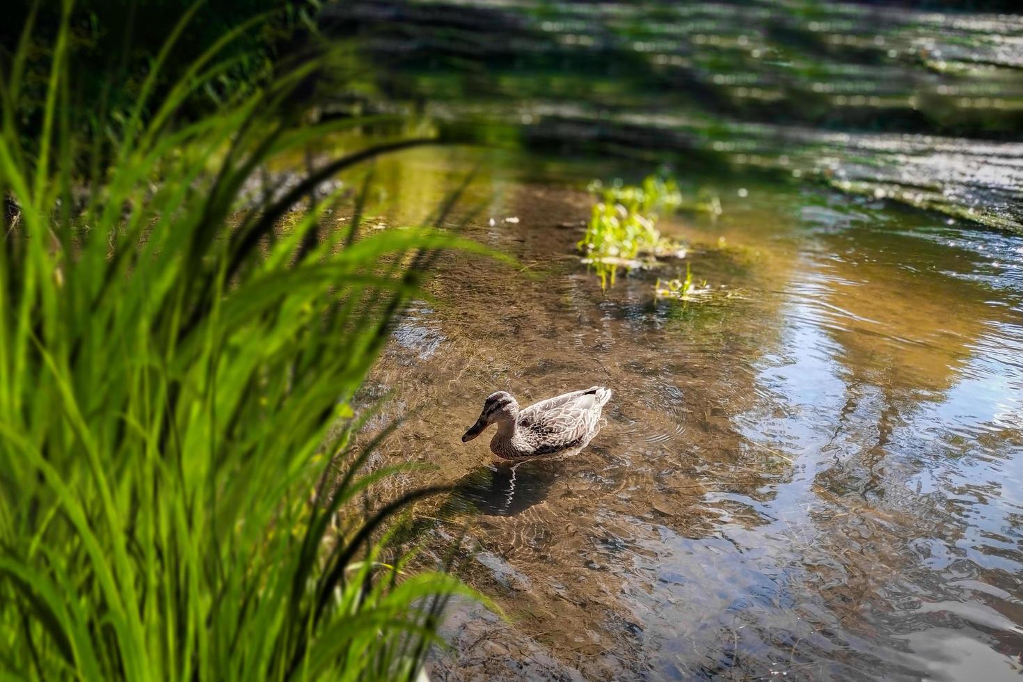 A mallard female swims in a pond among beautiful grass. photo