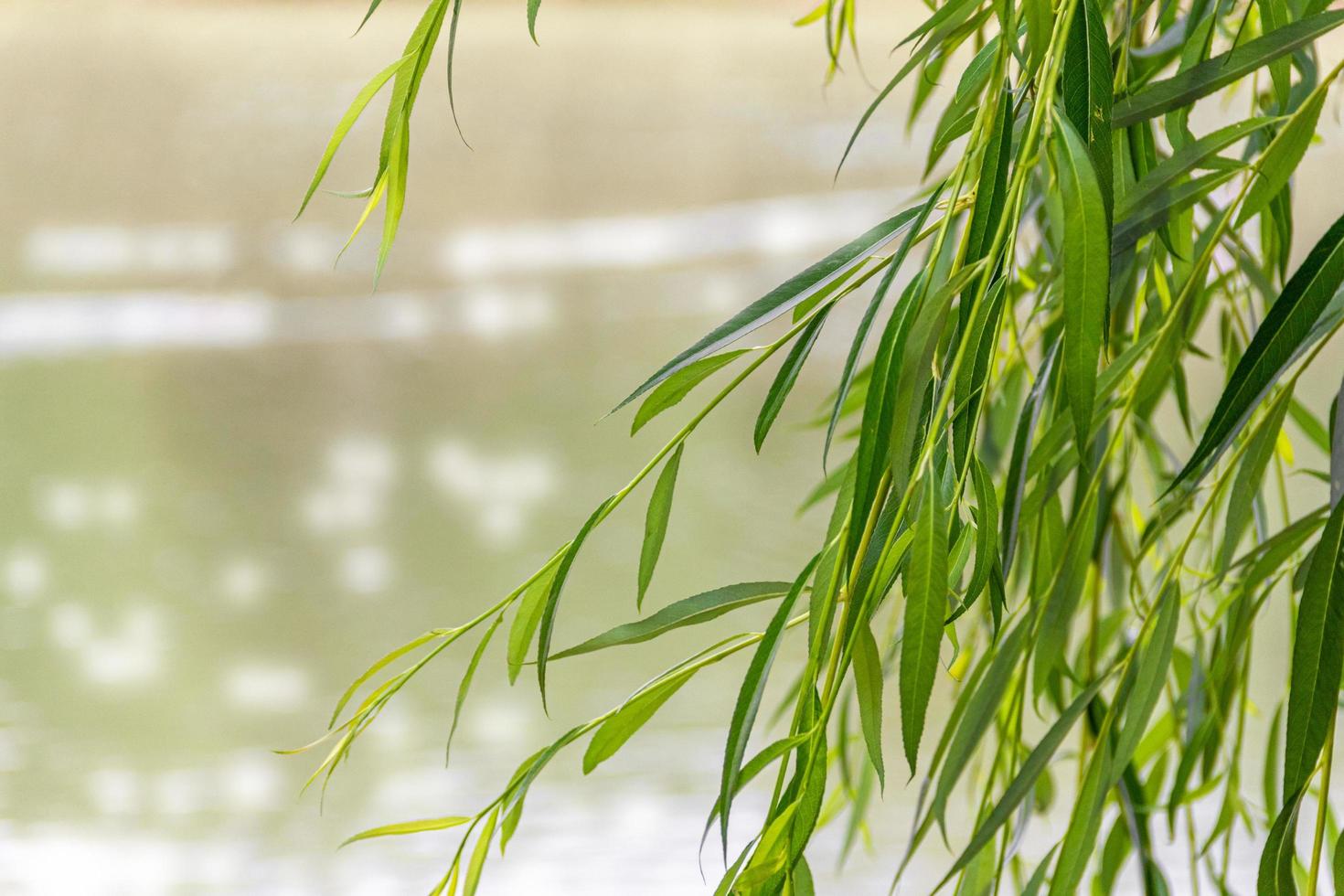 Willow branches hang over the water. Green trees on a sunny summer day. photo