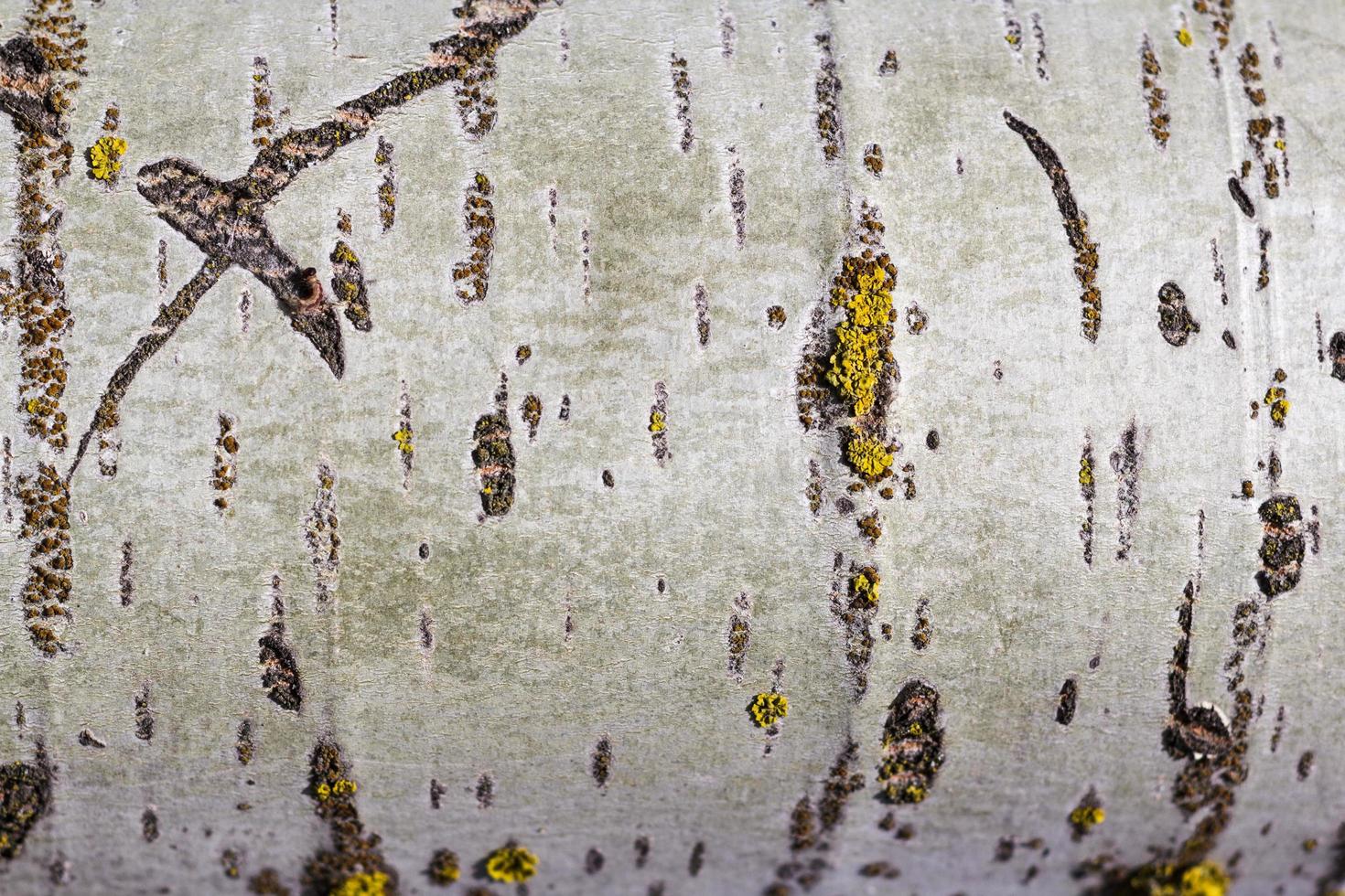 Texture of poplar tree bark with moss and mold. photo