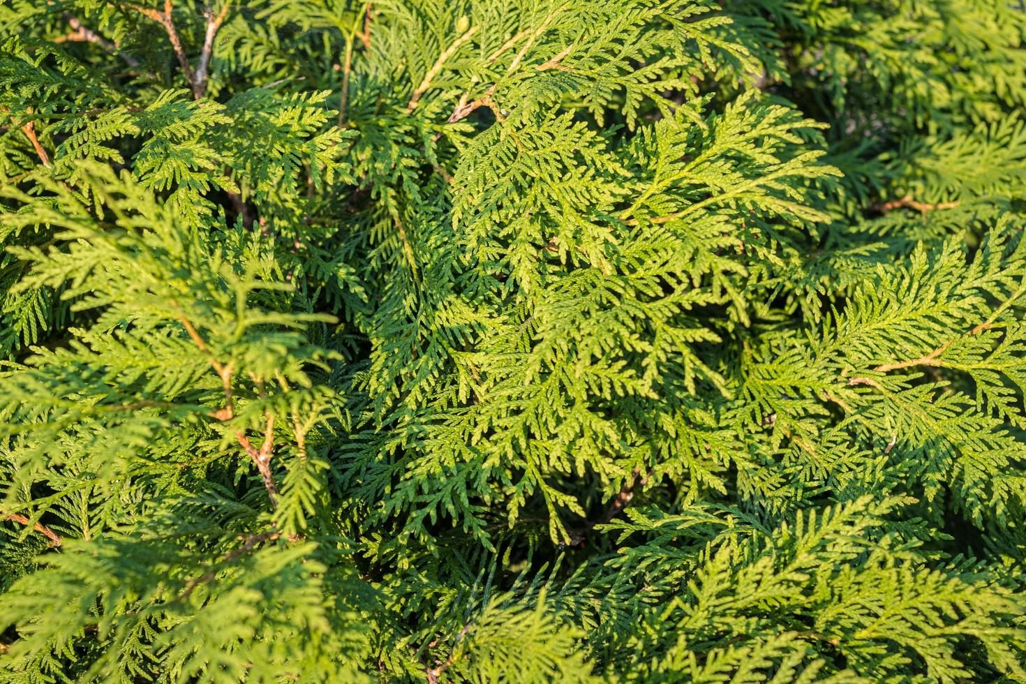 Beautiful thuja  hedge. photo