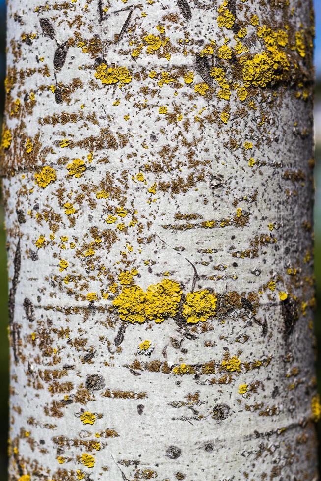 Beautiful texture of poplar tree bark with moss and mold. photo