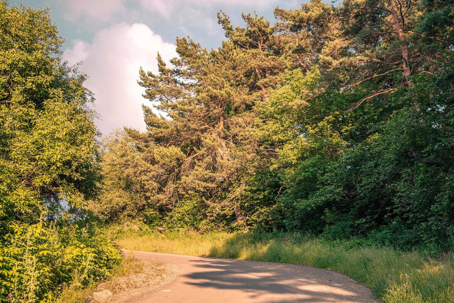 Gravel forest road turns. Beautiful summer landscape with space for text. photo