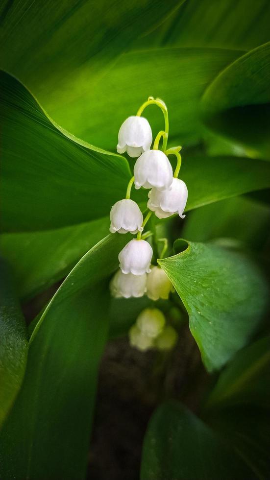 Lily of the valley close up. The concept of spring, may, summer. photo