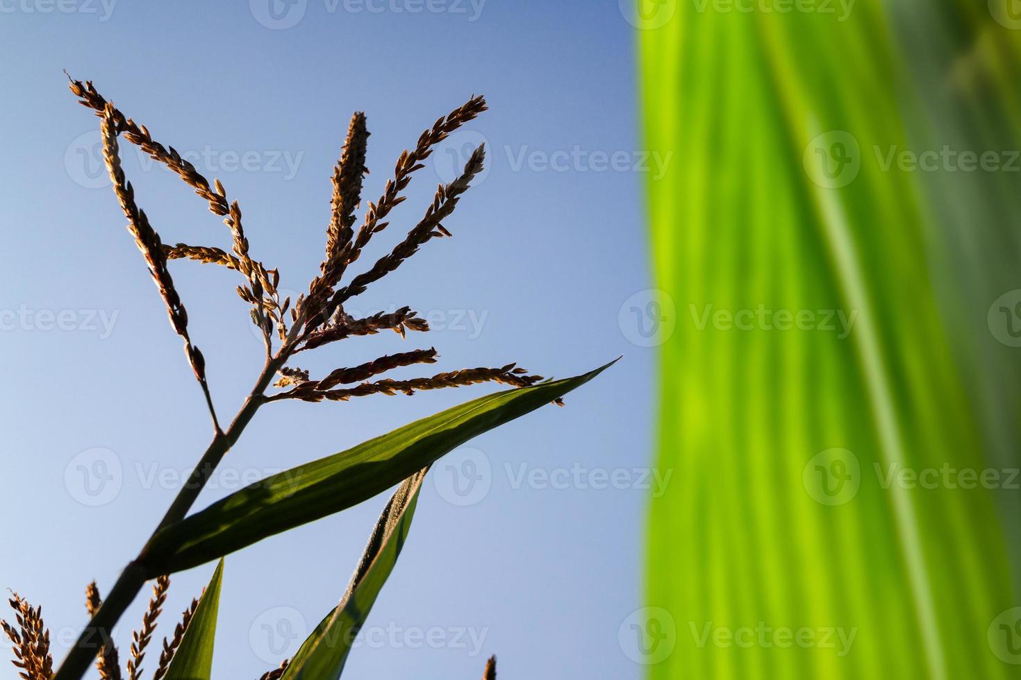 corn in the sun close up. photo